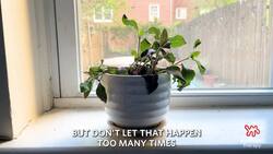 How To Grow and Care For Fittonia Instructional Video