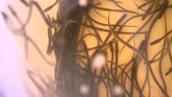 Why some Mi’kmaw fishers oppose elver harvesting News Clip