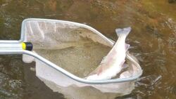 All-clear given for water in the Cardigan River following June 2024 fish kill News Clip