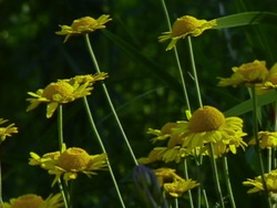 Actividades de las plantas: resumiendo Instructional Video