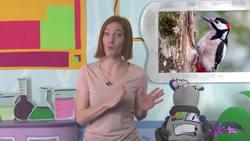 Why Don’t Woodpeckers’ Heads Hurt? Instructional Video