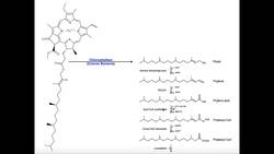 Alpha Oxidation of Branched-Chain FAs in Humans & Ruminants Instructional Video
