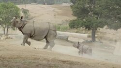 A Greater One-Horned Rhino's Newborn Calf "Petunia" Makes Some New Friends Instructional Video
