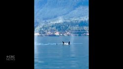 #TheMoment an orca pod showed up for a boat party News Clip