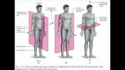 KINE 3135 Planes of Motion and Terminology Instructional Video
