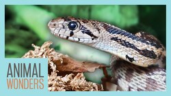 Meet and Greet: Bullsnake! Instructional Video