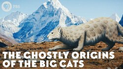 The Ghostly Origins of the Big Cats Instructional Video