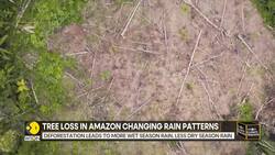 Amazon tree loss may worsen both floods and droughts: Study News Clip