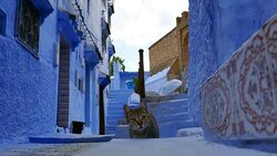 Wide Angle: Cat Looking Around an Alley Stock Footage