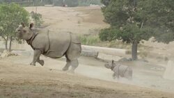 Making New Friends Is Very Important For This New Rhino Calf Instructional Video