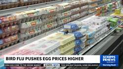 Egg prices spike ahead of Christmas as avian flu spreads News Clip