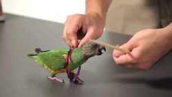 How to Teach Your Parrot to Go through a Ring Instructional Video