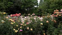 Variations in Plant Traits Instructional Video