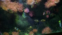 National Marina Aquarium News Clip
