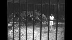 Mills Circus acts; clowns, Lipizzaners, lions, tigers, trapeze act with one falling, chimpanzee band News Clip