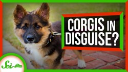 Why Do Corgi Mixes Always Look Like Corgis? Instructional Video
