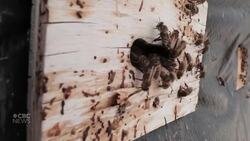 Sask. beekeepers say they are worried they'll be stung by U.S. tariffs News Clip
