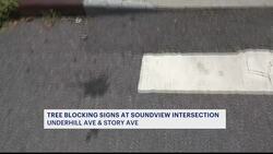 Overgrown Soundview tree blocks pedestrian visibility, causing safety issues News Clip