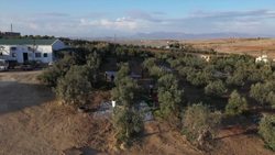 VOICED : Olive oil for peace in divided Cyprus News Clip