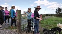Pygmy goats join pilates classes News Clip
