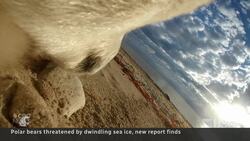 Declining sea ice means skinnier polar bears, study says News Clip