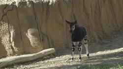 This Animal Is More Closely Related to a Giraffe Event Though It Has Zebra-Like Stripes Instructional Video