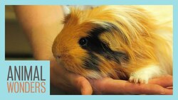 Taking Care Of Tiny 'Pig' Feet Instructional Video