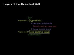 Layers of the Abdominal Wall (X-section) Instructional Video