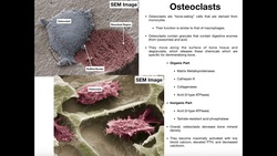 Physiology of the Osteoclast Instructional Video