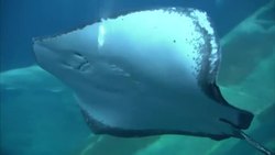 National Marina Aquarium News Clip