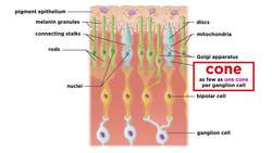 Visual Processing and the Visual Cortex Instructional Video