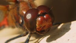 Male dragonfly Vagrant darter. Stock Footage