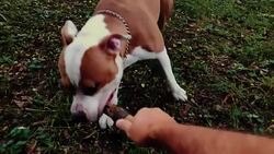 Dog playing tug of war with his owner Stock Footage