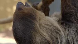 Sloths Spend a Lot of Time Hanging Upside-Down Instructional Video
