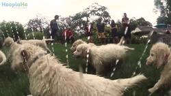 21 Puppies... In A Sprinkler! Instructional Video