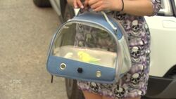 Manitoba fire evacuees settling into Winnipeg News Clip