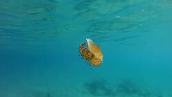 Slow motion of Jellyfish floating and swimming in Aegean sea in Greece Stock Footage