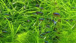 The algae and fishes in Aquarium Stock Footage