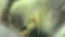 Biologist is Real-Life Mother Goose Instructional Video