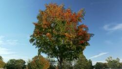 The Art of Nature: Time-Lapse Reveals the Cycle of the Four Seasons Stock Footage