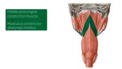 Muscles of the pharynx Instructional Video