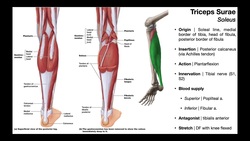 Triceps Surae [Gastrocnemius & Soleus] and Plantaris | OINAs Instructional Video
