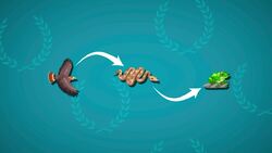 I WONDER - How Does Biodiversity Work? Instructional Video