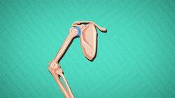 I WONDER - What Are The Most Mobile Joints?
 Me Pregunto - Cuáles Son Las Articulaciones Más Móviles? Instructional Video