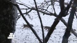 Endurance on Ice: Nicolas Vanier's Epic Sled Dog Journey Across the Great North Instructional Video