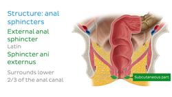 Rectum and anal canal Instructional Video