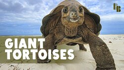 The World Used To Be Full of Giant Tortoises Instructional Video