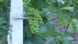 Vineyard Fields News Clip