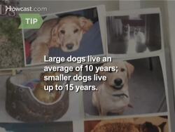 How to Help an Aging Dog Instructional Video