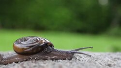 Garden snail with a parasite worm on its back Stock Footage